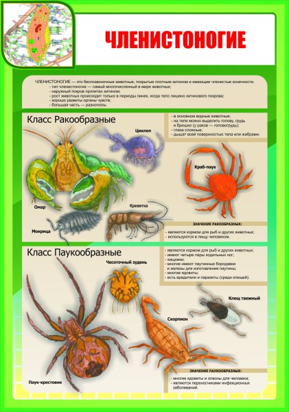 Питание членистоногих