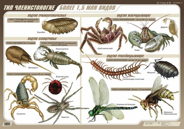 Представители класса Членистоногие