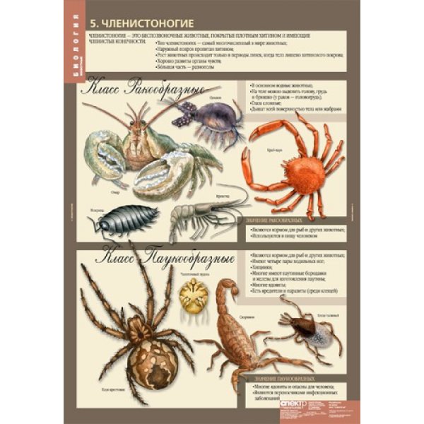 Тип Хордовые Членистоногие