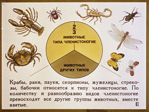Группы животных Членистоногие