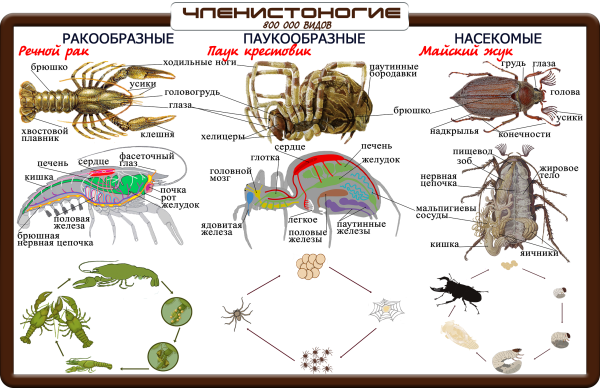 Биология 7 Тип Членистоногие