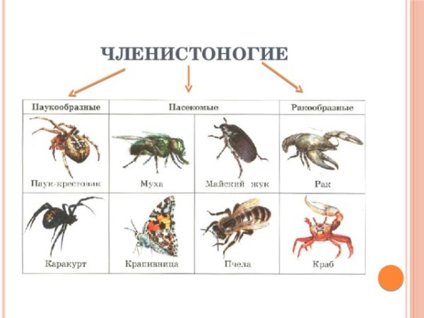 Классы животных Членистоногие