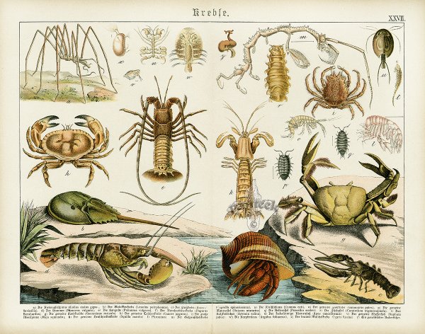 Картины членистоногих