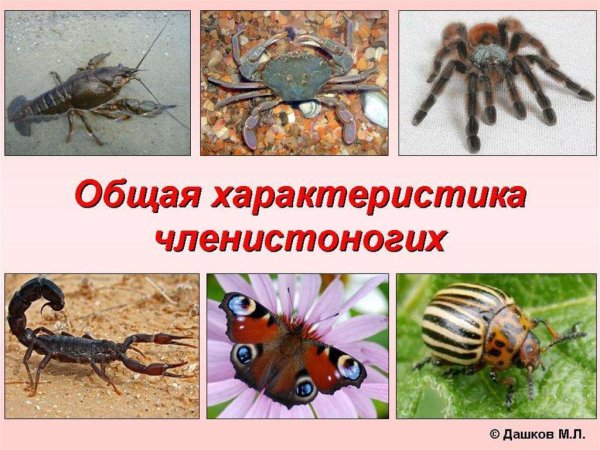 Тип Членистоногие