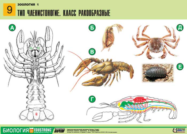 Тип Членистоногие класс ракообразные органы чувств