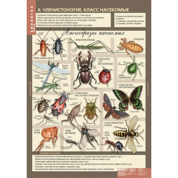Насекомые таблица