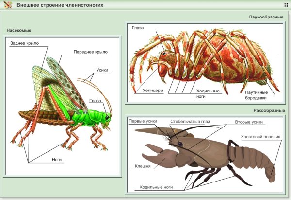 Внешнее строение членистоногих схема 16