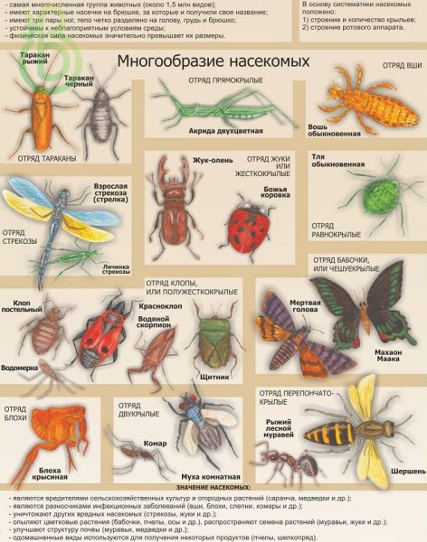 Тип насекомые 7 класс биология