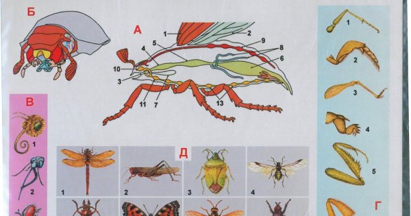 Тип членистоногих насекомые