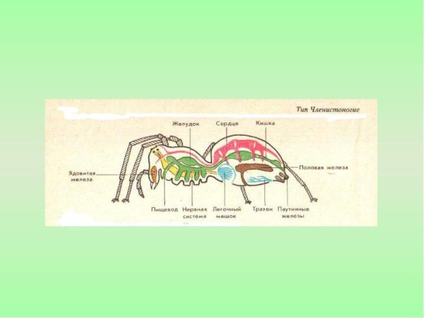 Сустав членистоногих