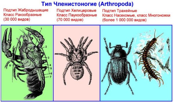 Членистоногие ракообразные паукообразные насекомые