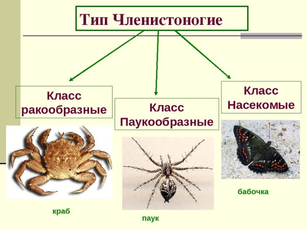 Классы членистоногих представители