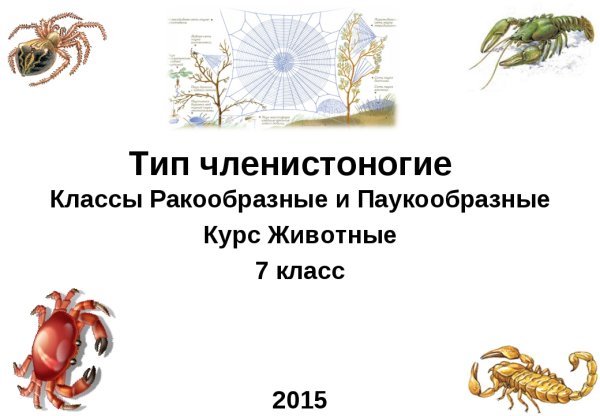 Тип Членистоногие класс паукообразные 7 класс