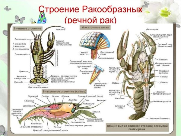 Класс ракообразные внутреннее строение таблица