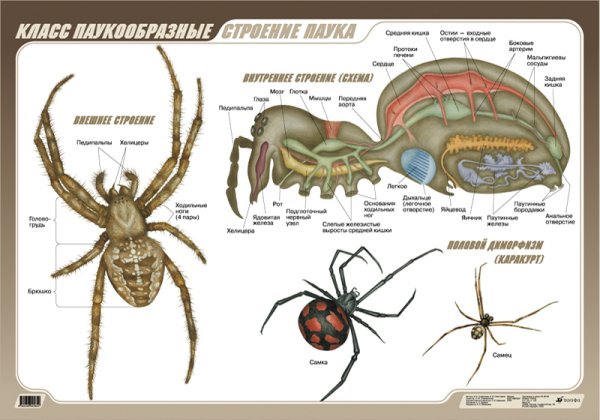Наглядное пособие. Биология. Строение паука
