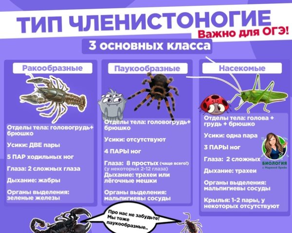 Тип Членистоногие таблица