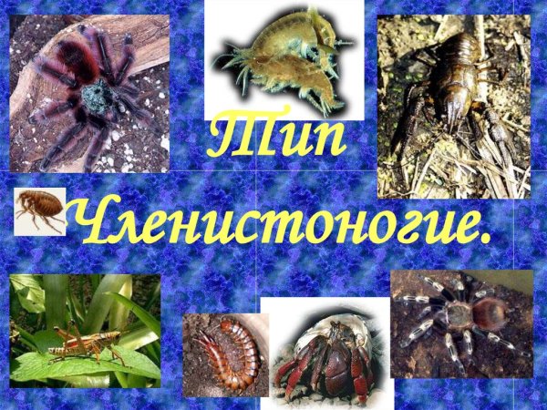 Членистоногие презентация