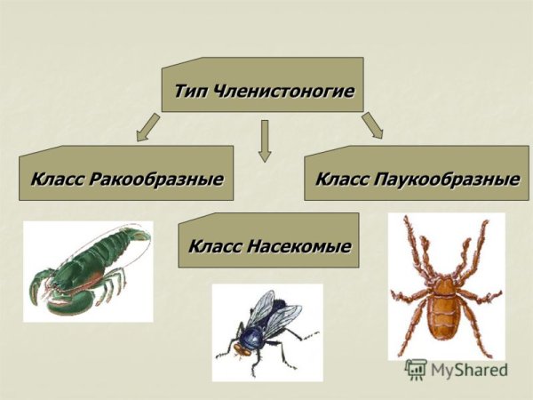Тип Членистоногие класс насекомые