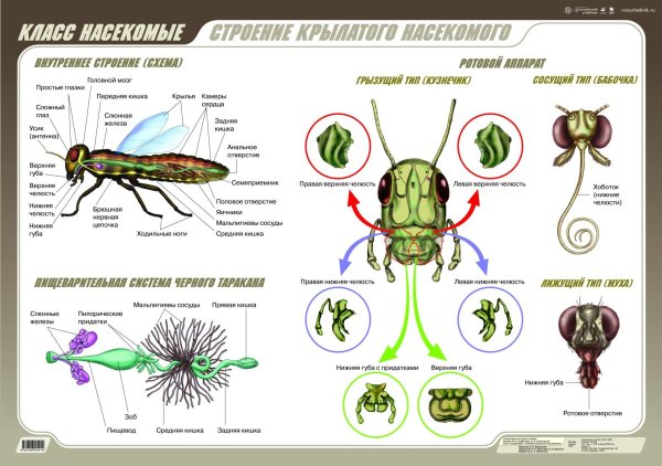 Насекомые биология строение