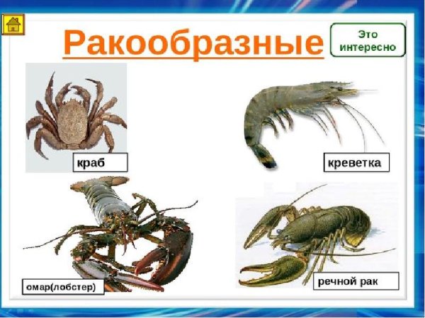 Ракообразные представители список 3 класс