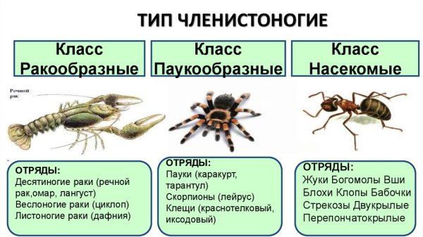 Членистоногие ракообразные паукообразные насекомые