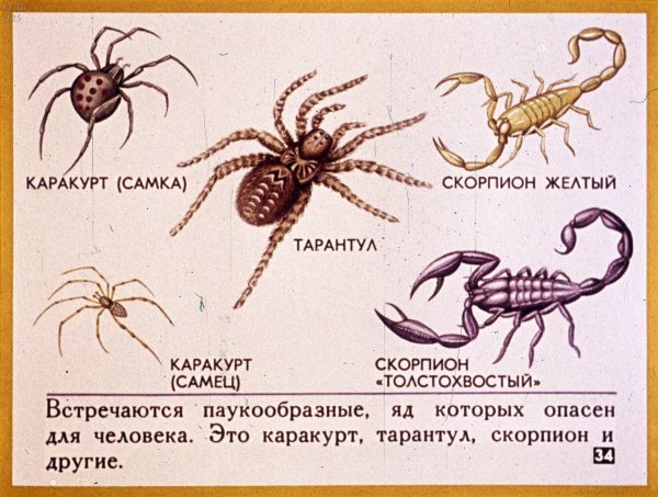 Представители членистоногих класс паукообразные