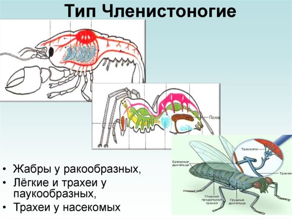 Органы дыхательной системы у паукообразных