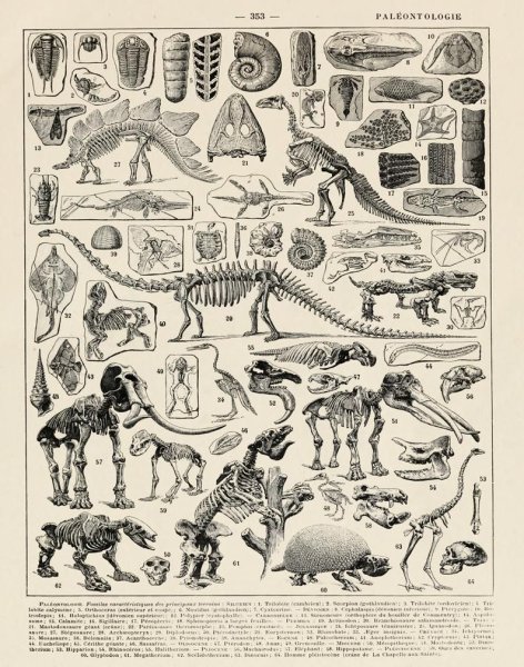 Скелет динозавра Постер