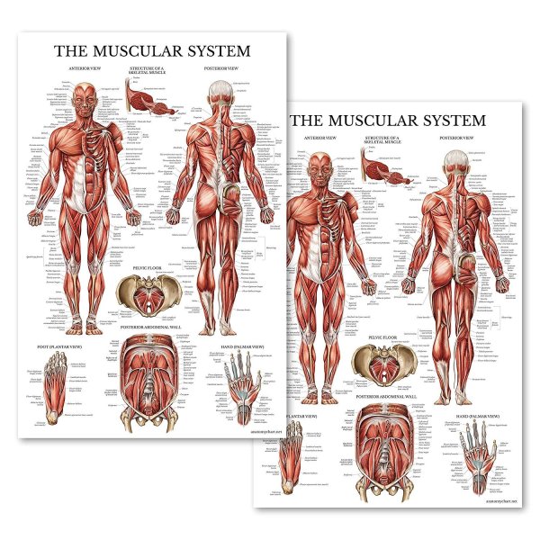 Плакаты медицинские анатомические