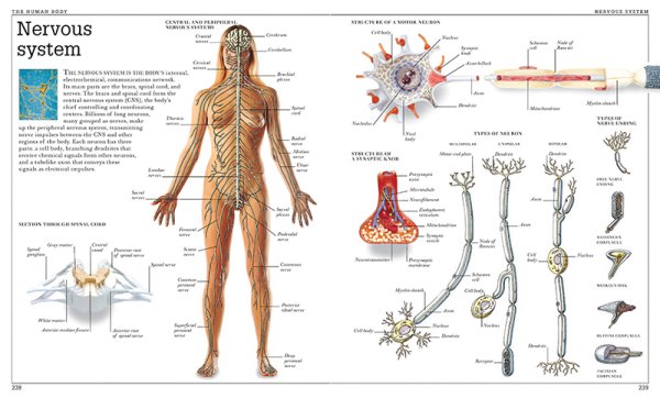 Skeleton System Anatomy
