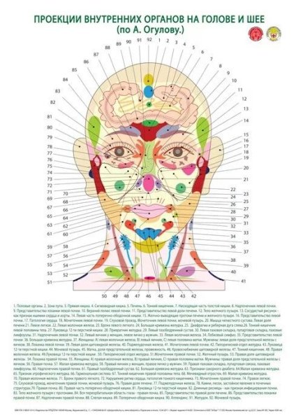 Огулов проекционные зоны лицо
