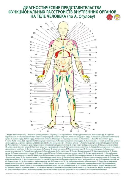Огулов проекционные зоны тела