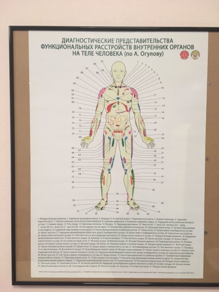 Огулов проекционные зоны внутренних органов на лице