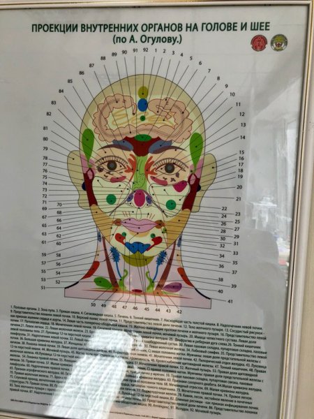 Огулов проекционные зоны внутренних органов