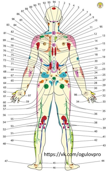 Проекционные зоны внутренних органов на теле человека по Огулову