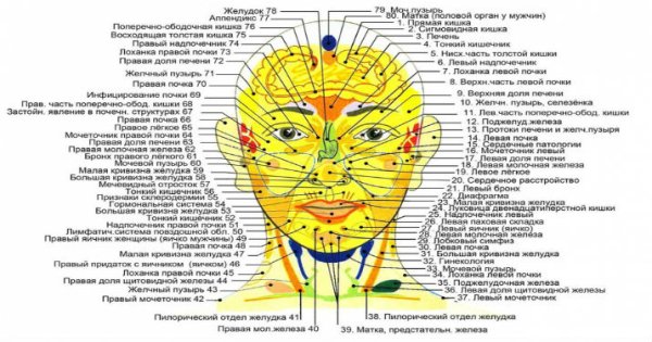 Проекционные зоны на лице человека по Огулову