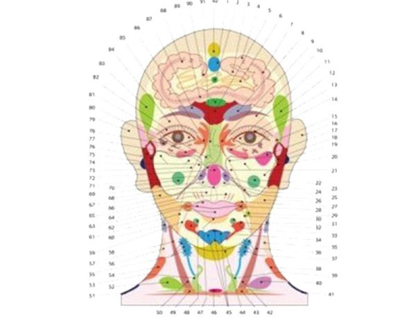 Проекционные зоны по Огулову на лице