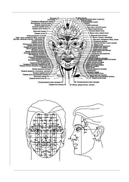 Проекция органов на лице человека по Огулову