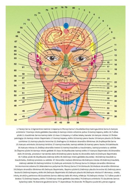 Огулов проекционные зоны внутренних органов на теле человека