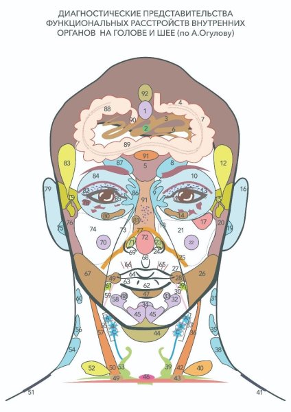 Огулов проекционные зоны лицо