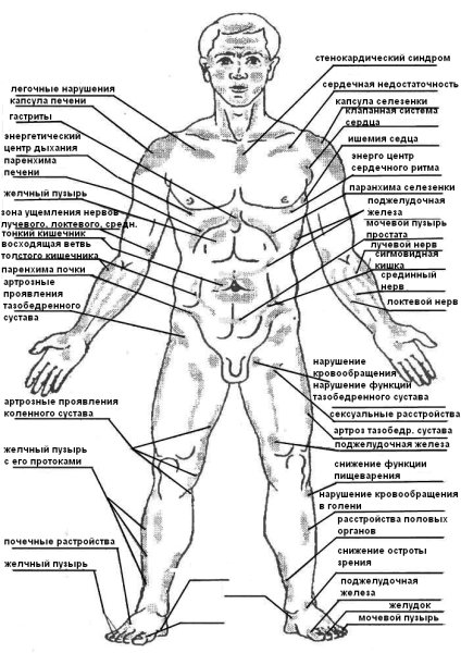 Проекционные зоны на теле человека по Огулову