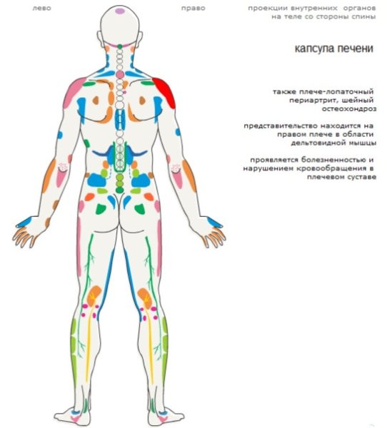 Проекционные зоны спины