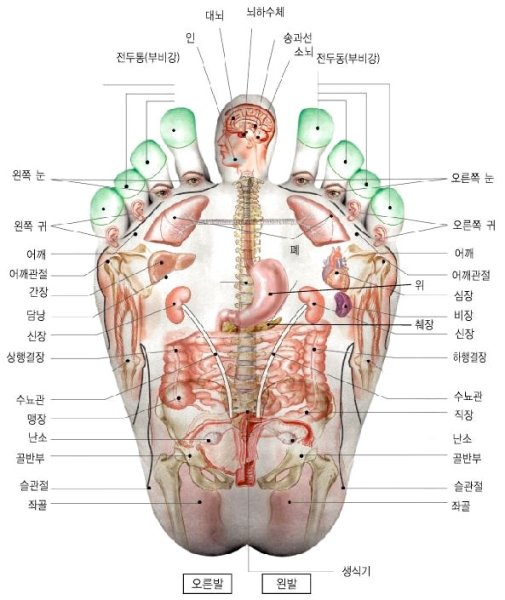 Проекция зон внутренних органов