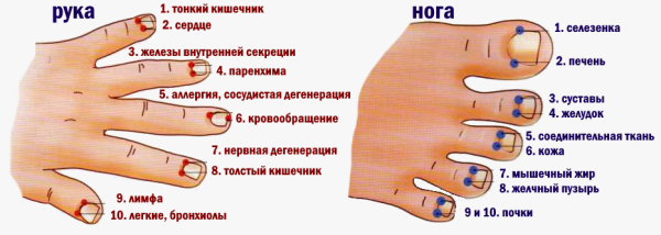 Огулов проекционные зоны на ладонях