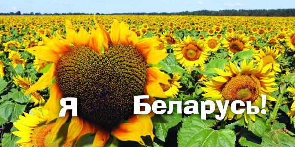 За Беларусь