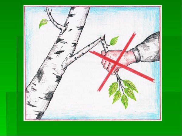 Рисунок берегите растения