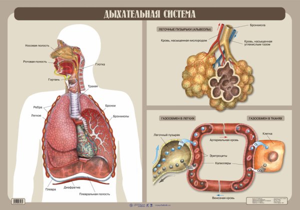 Строение дыхательной системы ЕГЭ