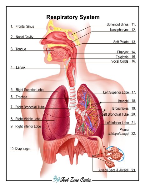 Отделы дыхательной системы схема