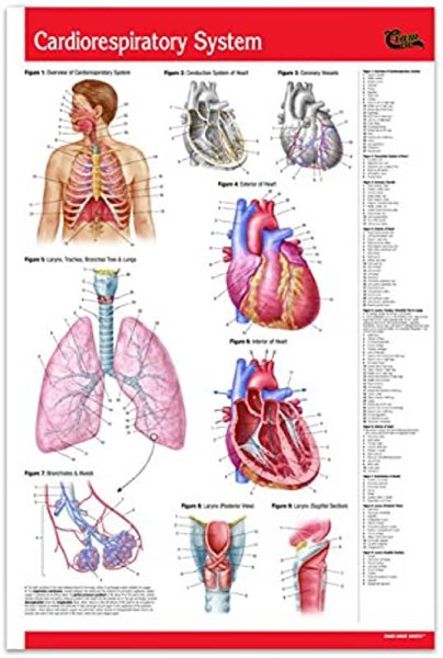 Медицинские плакаты анатомия дыхательная система