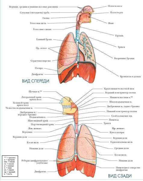Органы дыхательной системы человека схема